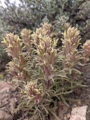 Castilleja pilosa pilosa