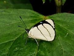 Perisama oppelii erebina