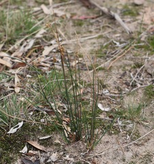 Juncus subsecundus