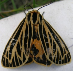 Apantesis virguncula