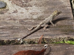 Anolis ortonii