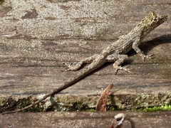 Anolis ortonii