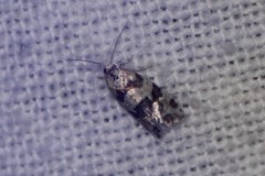 Aethes argentilimitana