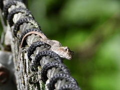 Anolis ortonii