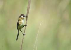 Culicivora caudacuta