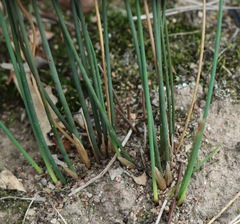 Juncus subsecundus