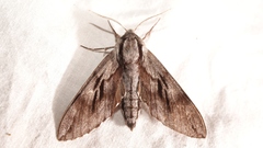 Sphinx maurorum