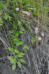 Erigeron philadelphicus philadelphicus