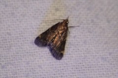 Hypsopygia intermedialis