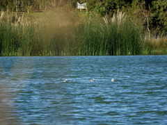 Chroicocephalus maculipennis