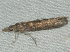 Crocydopora cinigerella