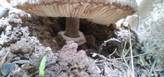 Agaricales
