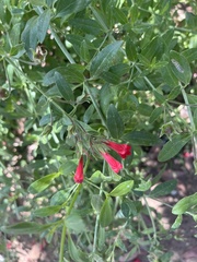 Gambelia