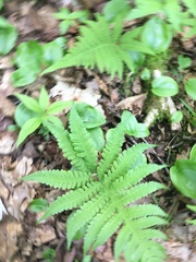 Phegopteris connectilis
