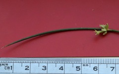 Juncus subsecundus