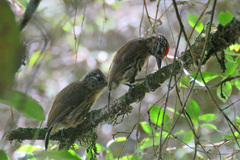 Picumnus nebulosus