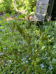 Angiospermae