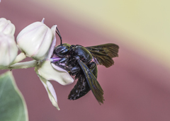 Xylocopa perforator