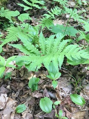 Phegopteris connectilis