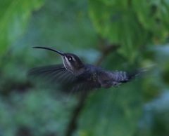 Phaethornis