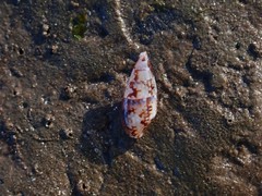 Mitrella lincolnensis