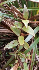 Metrosideros parkinsonii