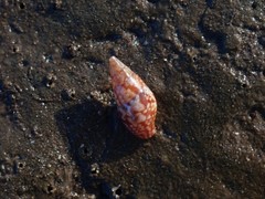 Mitrella lincolnensis