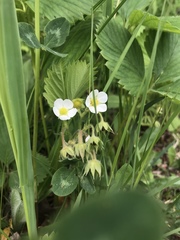 Fragaria orientalis