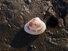 Chioneryx cardioides