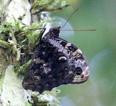 Opsiphanes quiteria