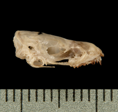 Greater Bamboo Bat photo 3