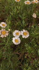 Argyranthemum frutescens