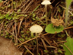Mycena alphitophora