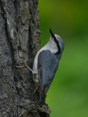 Sitta europaea sakhalinensis
