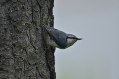 Sitta europaea sakhalinensis