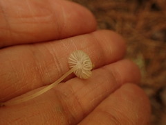Mycena alphitophora