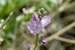 Sidalcea covillei