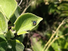 Lucilia eximia