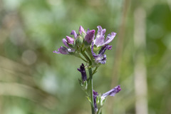 Sidalcea covillei