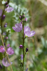 Sidalcea covillei