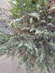 Veronica pimeleoides