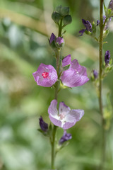 Sidalcea covillei