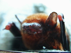 Lesser Bamboo Bat photo 2