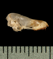 Lesser Bamboo Bat photo 4