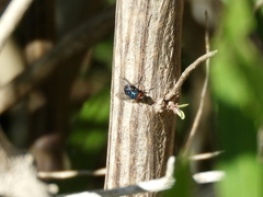 Lucilia eximia