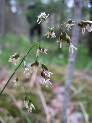 Hierochloë australis