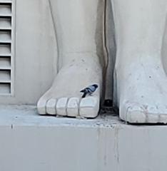 Columba livia