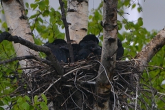 Corvus macrorhynchos