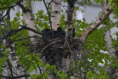 Corvus macrorhynchos