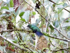 Thalurania furcata